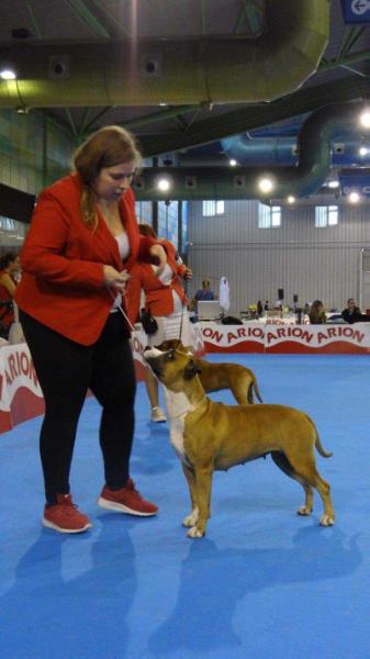 Sky Garden Carisma Kennel | American Staffordshire Terrier 