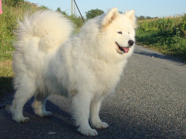 Mamuska's Nightly Dream o'karasea | Samoyed 