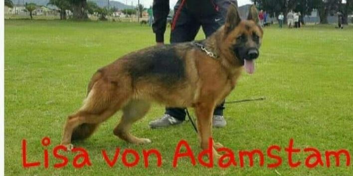 Lisa von Adamstam | German Shepherd Dog 