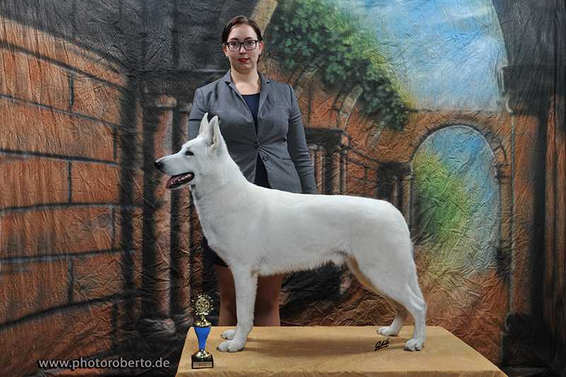 T-Rex vom Sutumer Grund | White Swiss Shepherd Dog 