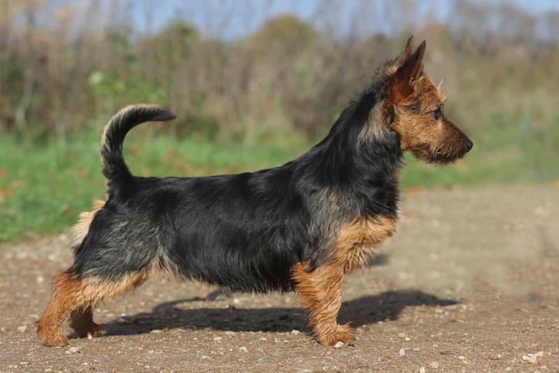 Sureprime's Pixie | Australian Terrier 