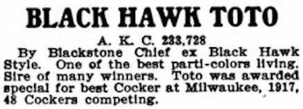 Black Hawk Toto (233728) | American Cocker Spaniel 