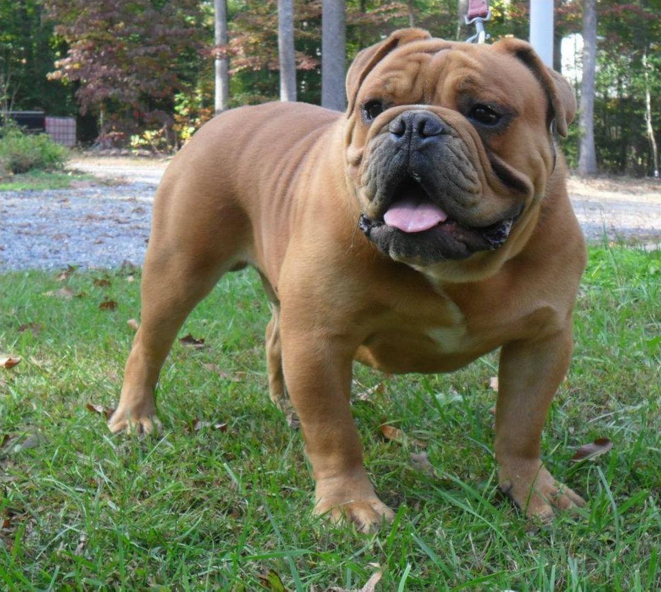 Full of Bull's Yogi | Olde English Bulldogge 