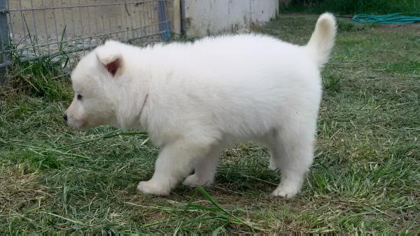 Benjamin of agrafa nagi tanka | White Swiss Shepherd Dog 