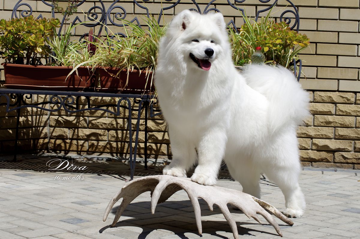 Diva Victoria | Samoyed 