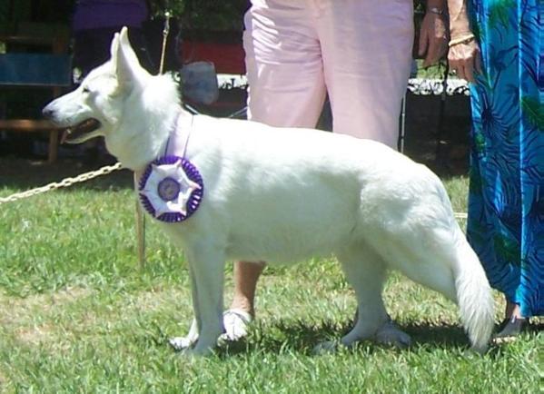 Surefire Lil' Miss Tasz of FS | White Swiss Shepherd Dog 