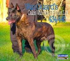 Carlos Van guard | Belgian Malinois 