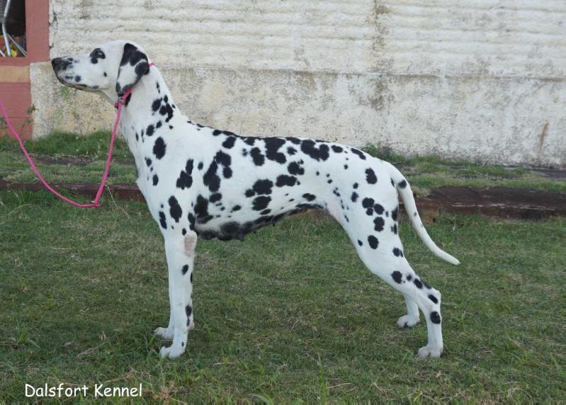 Dalsfort Gypsy Rose | Dalmatian 