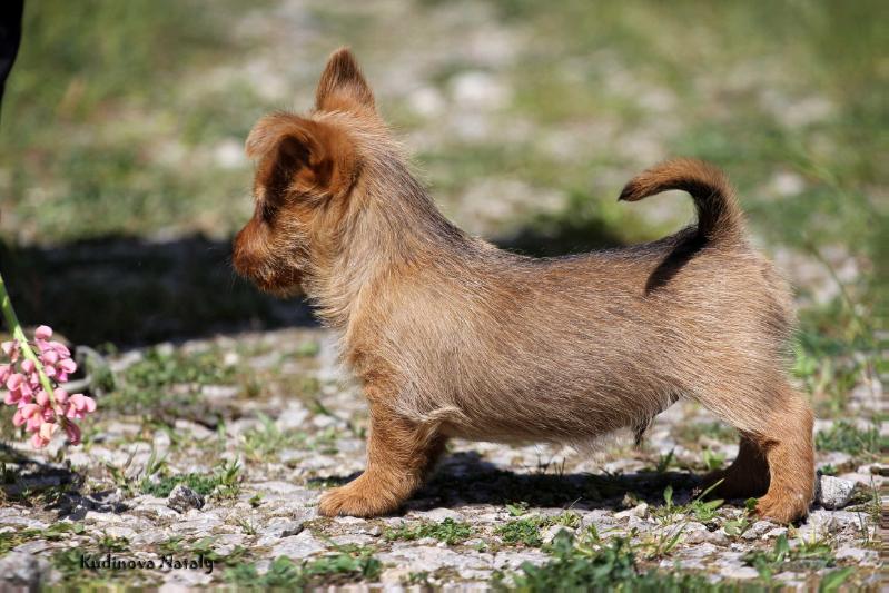 Rikkardo iz Zvezdnogo Grafstva | Australian Terrier 