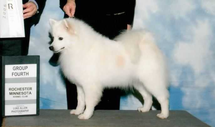 Thundrpas Fissan Geor Peach | American Eskimo Dog 