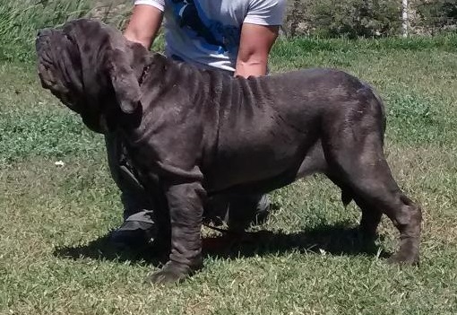 VENEZIA DELLO SCULTORE | Neapolitan Mastiff 