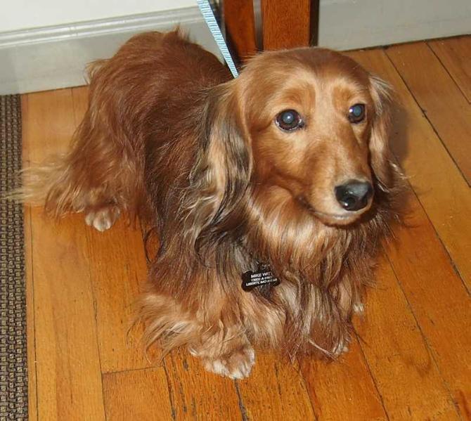 Andromedach The Magic's in the Music | Dachshund 