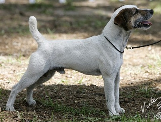 North Hills Jude | Jack Russell Terrier 