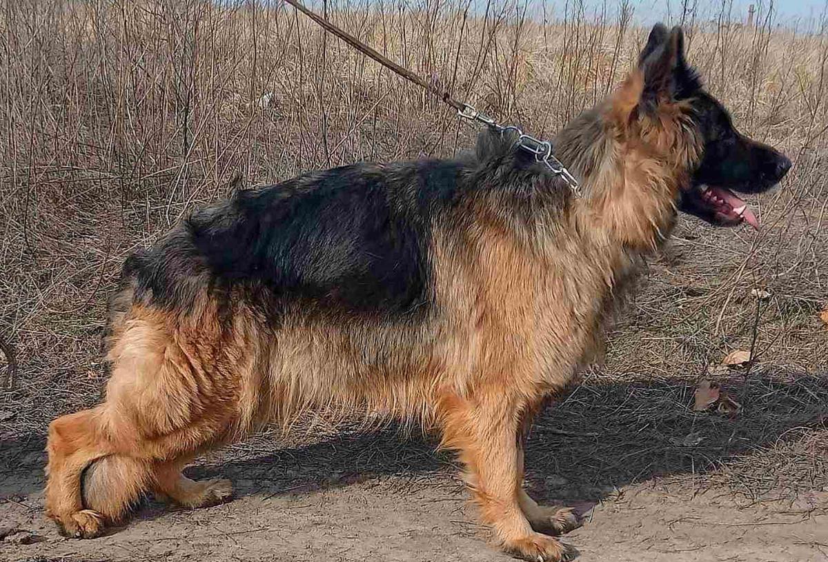 AGUA IZ KAHOVSKOGO BEREGA | German Shepherd Dog 