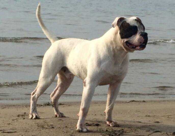 ODC ARON | American Bulldog 