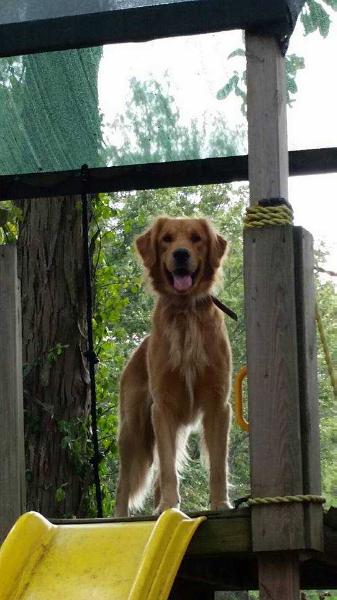 Sir Drake Shelby | Golden Retriever 