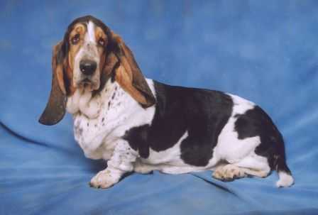 Fantadrom AngelAlla | Basset Hound 