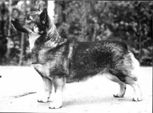 Fennican Amaryllis | Swedish Vallhund 