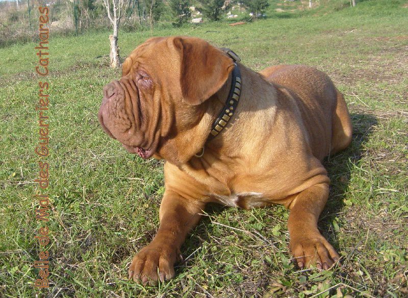 Belle de mai des guerriers Cathares | Dogue de Bordeaux 