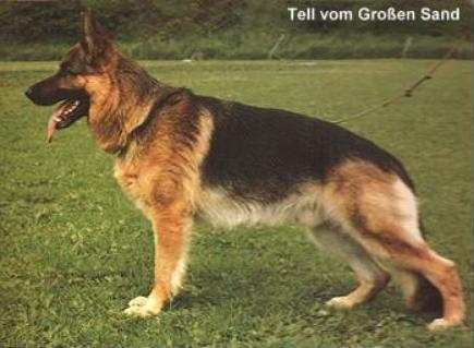 Tell vom Großen Sand | German Shepherd Dog 