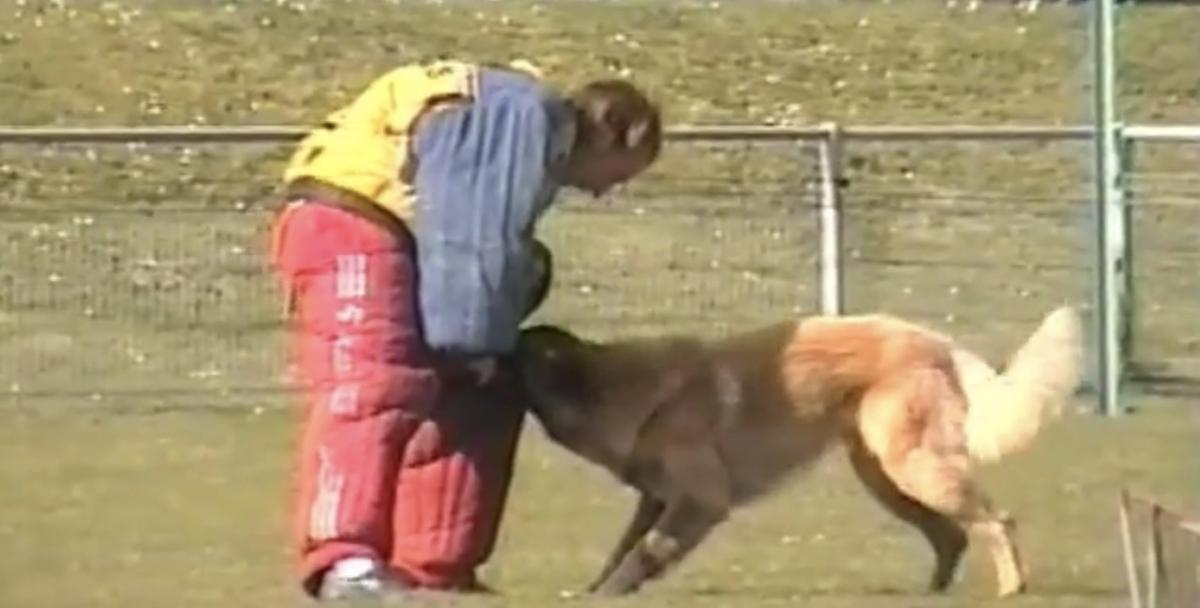 Jitan de la Vallée des Suessionnes | Belgian Tervuren 