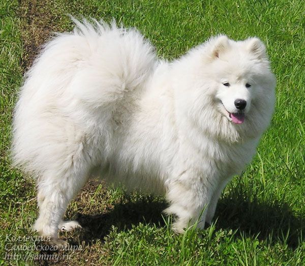 Angel Ayona Zlata | Samoyed 