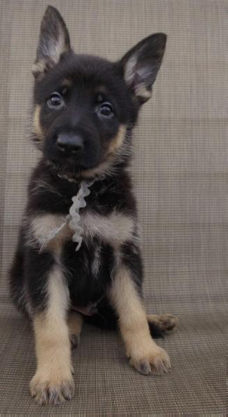 Granville's Explosive | German Shepherd Dog 