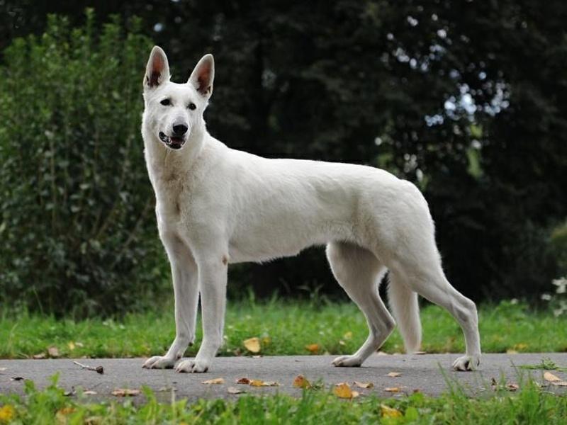 CORY od Kunovského lesa | White Swiss Shepherd Dog 