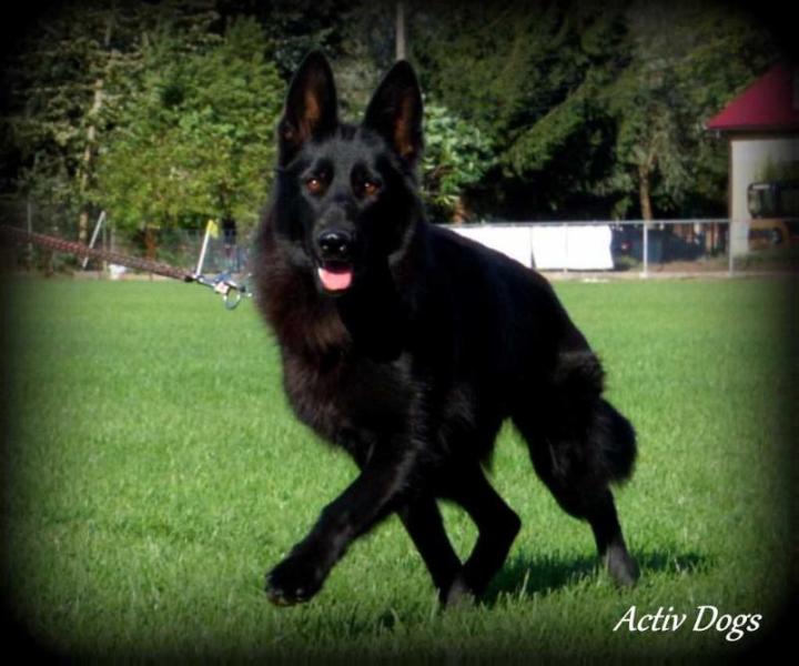 Rivia Germanius Ortus | German Shepherd Dog 