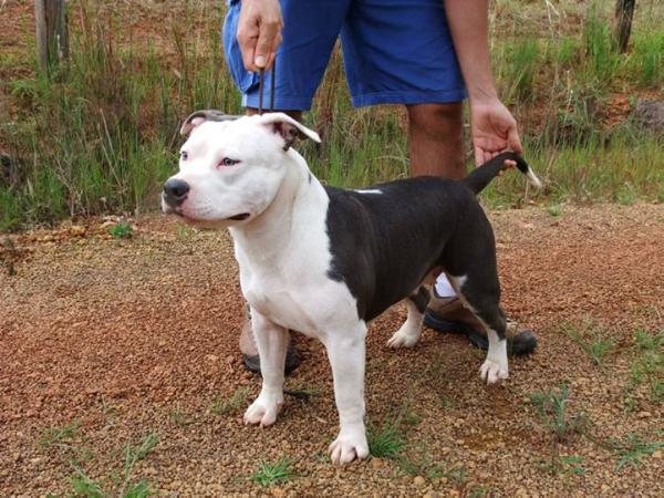 Venus Magay da Terra de Gaya | American Staffordshire Terrier 