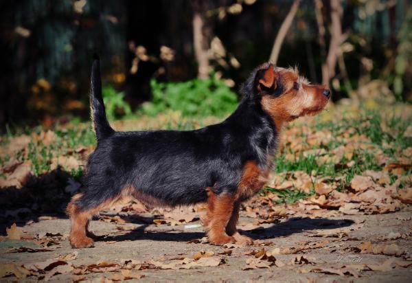 Gercog Comersent iz Zvezdnogo Grafstva | Australian Terrier 