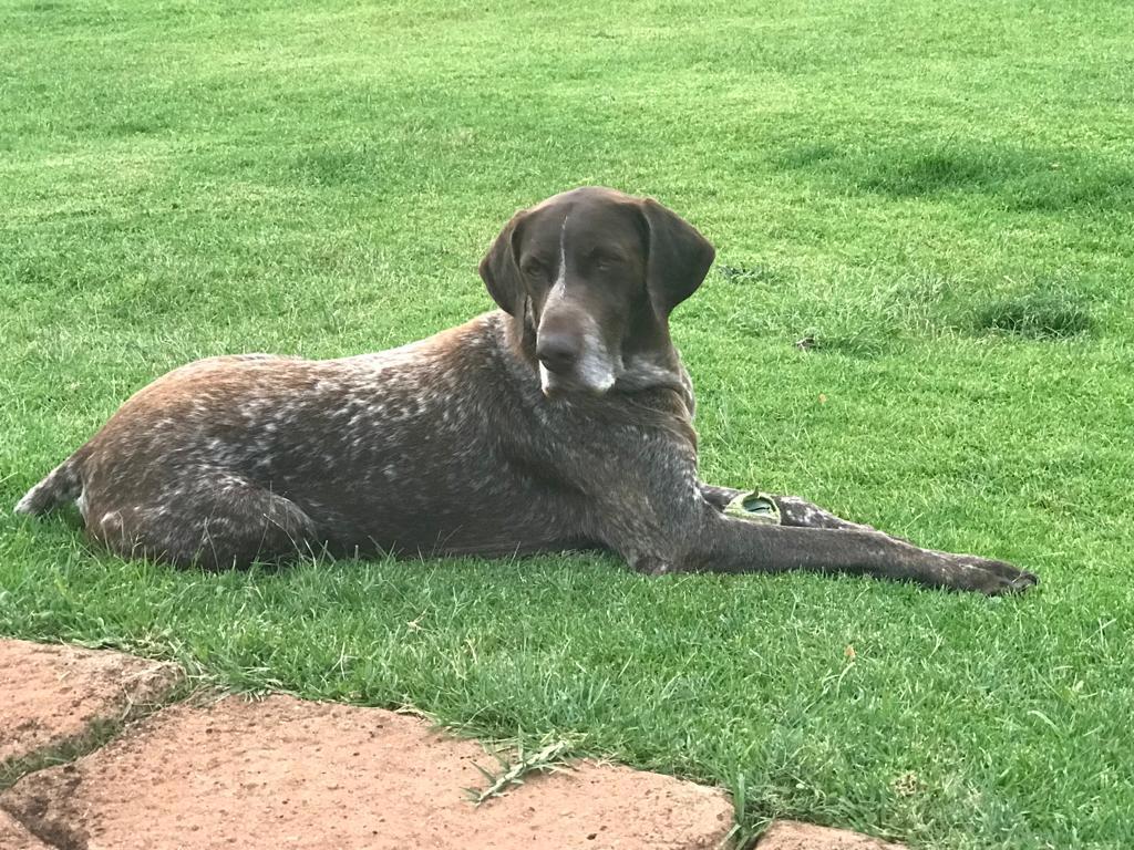 Goedgevonden Monna | German Shorthaired Pointer 