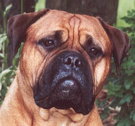 Blazin's Butterfly Kisses | Bullmastiff 