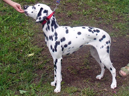 An Endless Star of Wolfcubs | Dalmatian 