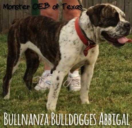 Bullnanza Bulldogges' Abbigail | Olde English Bulldogge 