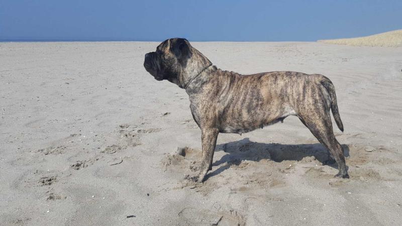 Cooperdale Hot Stuff | Bullmastiff 