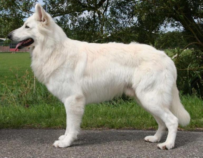 Ace of Diamonds uit het Noorden | White Swiss Shepherd Dog 