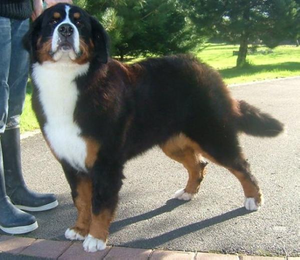 CANNELLE du logis ste Macrine | Bernese Mountain Dog 