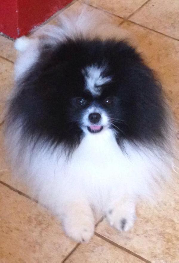 Joeys Batchelor Parti Lullaby Song | Pomeranian 
