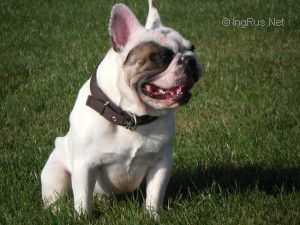 Boston of devil inside | French Bulldog 