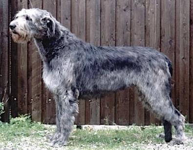 Wolfhouse Melody Maker | Irish Wolfhound 