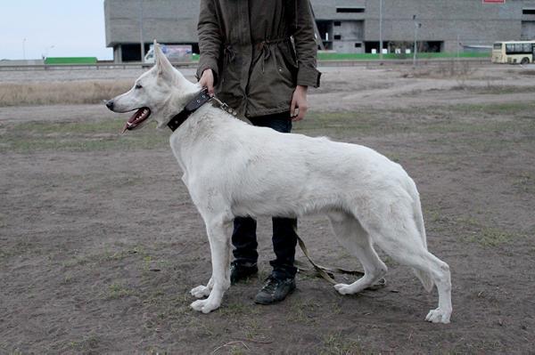 Favorit Udachi | White Swiss Shepherd Dog 