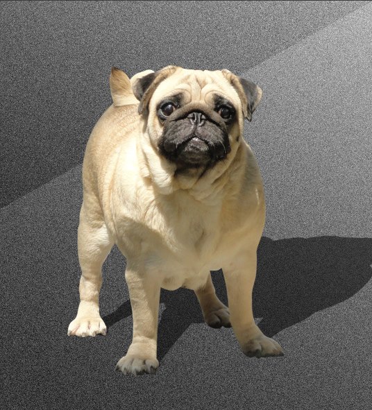 Actionpug Pug's Polly | Pug 