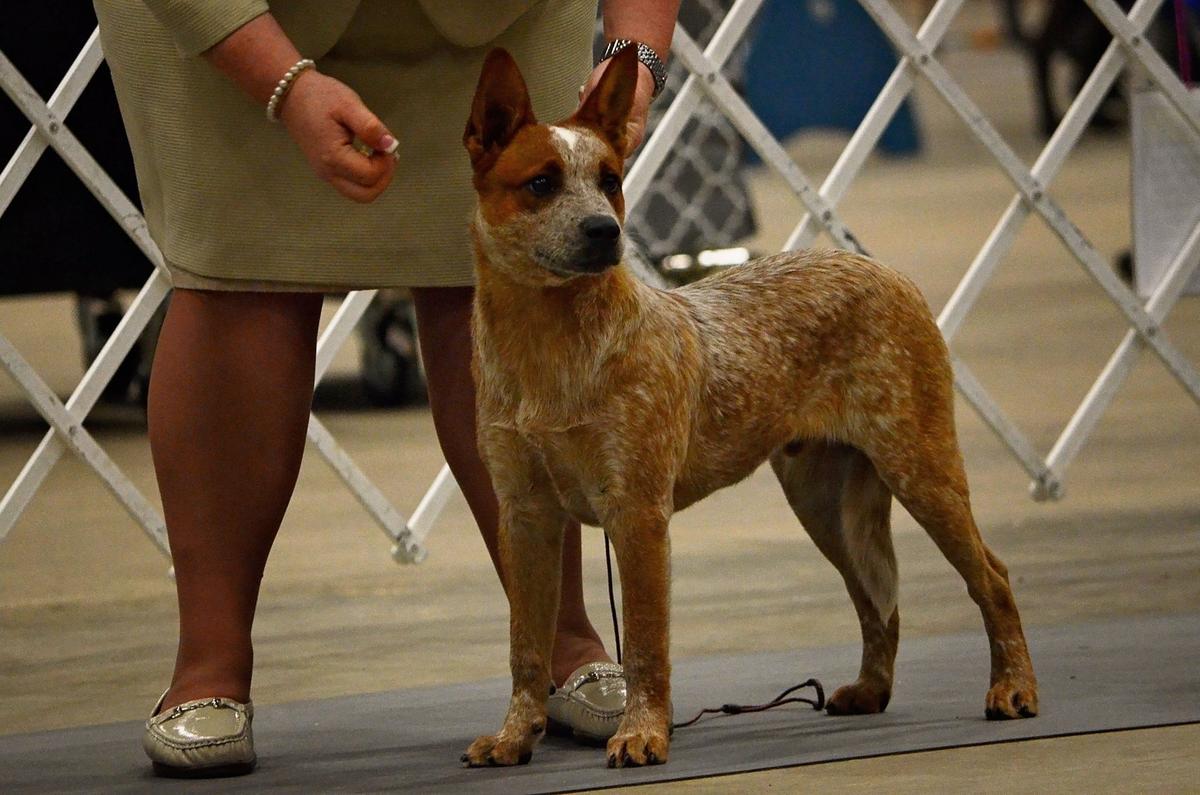 Flying D In Memoriam KTM Legacy | Australian Cattle Dog 