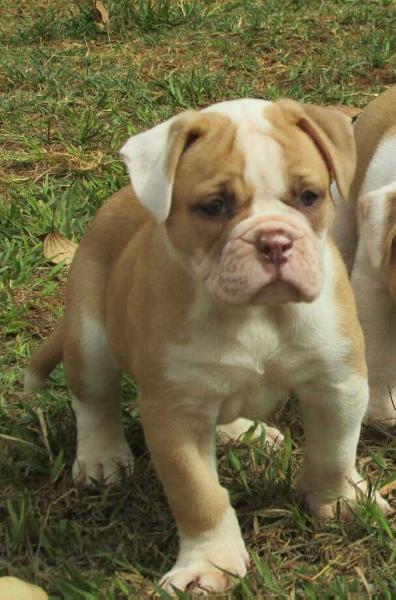 Konda Bulls Claire | American Bulldog 