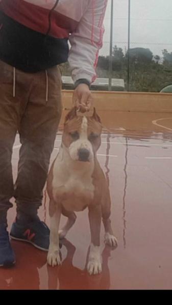California love de tierras de ensueños | American Staffordshire Terrier 
