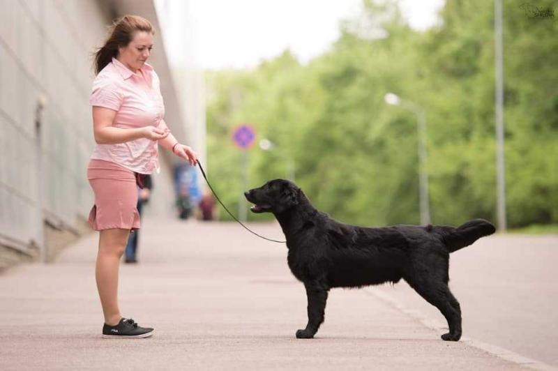 RETLINE PENTAGON | Flat-Coated Retriever 