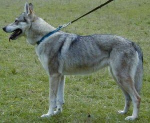 Klea Ruskov dvor CS | Czechoslovakian Wolfdog 