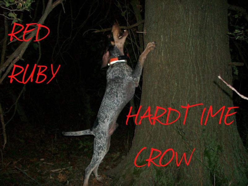 Red Ruby Hardtime Crow | American English Coonhound 