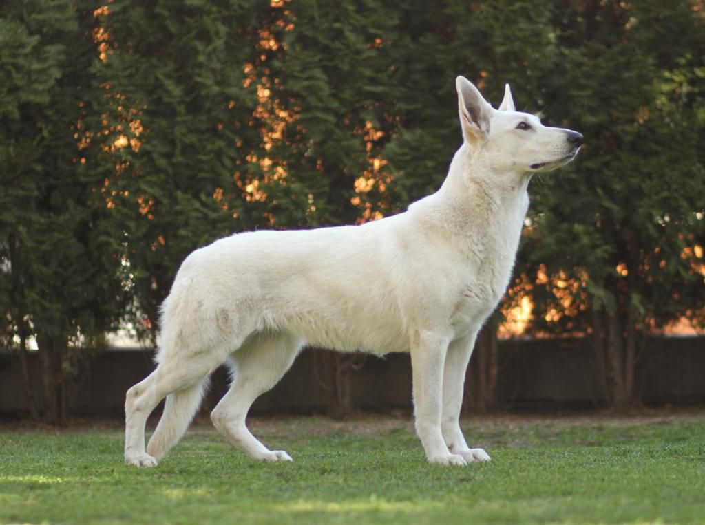 Fieliss Yackson Grace | White Swiss Shepherd Dog 